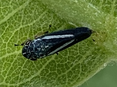 Graphocephala lugubris