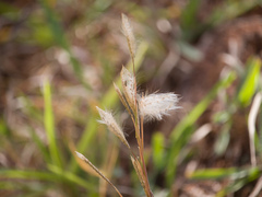 Andropogon leucostachyus