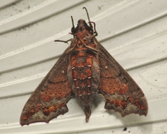 Hemeroplanes longistriga