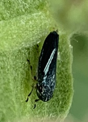 Graphocephala lugubris