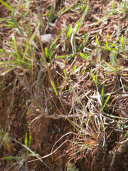Andropogon leucostachyus