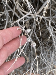 Procecidochares kristineae