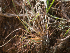 Andropogon leucostachyus
