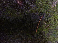 Hygrohypnum