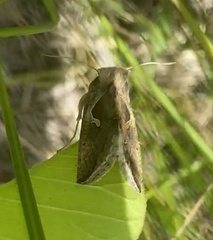 Anagrapha