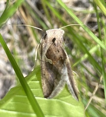 Anagrapha
