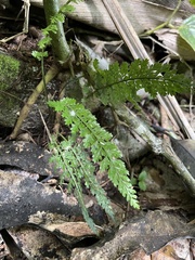 Asplenium verecundum