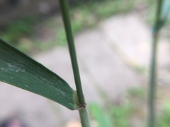 Elymus hystrix