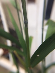 Elymus hystrix