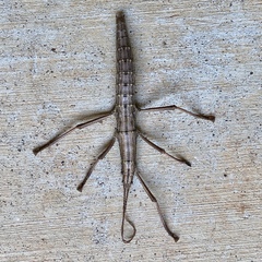 Anisomorpha ferruginea