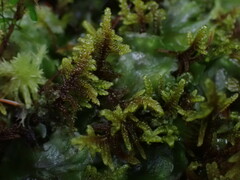Hypnum dieckii
