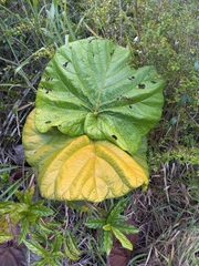 Coccoloba pubescens