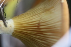 Austropaxillus muelleri