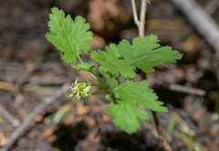 Ribes binominatum