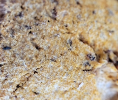 Hypomyces polyporinus