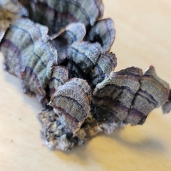 Hypomyces polyporinus