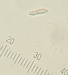 Hypomyces polyporinus