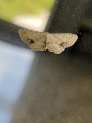 Idaea dimidiata