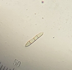 Hypomyces polyporinus