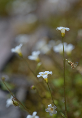 Romanzoffia thompsonii