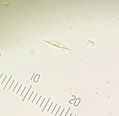 Hypomyces polyporinus