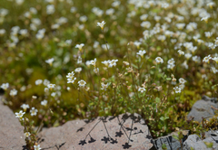 Romanzoffia thompsonii