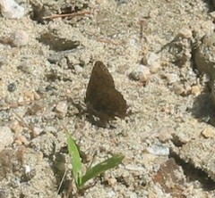 Callophrys augustinus