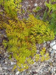 Odontosoria aculeata