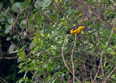 Icterus maculialatus