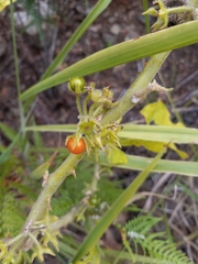 Solanum jamaicense