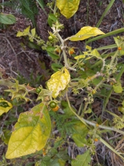 Solanum jamaicense