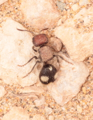 Macromyrme sinuata