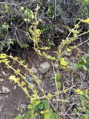 Solanum jamaicense