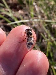 Lapposyrphus lapponicus