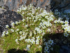 Pseudocherleria macrocarpa