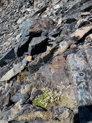 Pseudocherleria macrocarpa