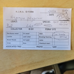 Hypomyces polyporinus