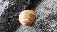 Cornu aspersum