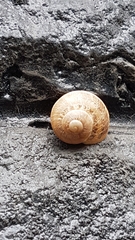 Cornu aspersum