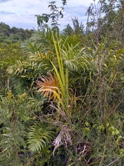 Bactris plumeriana
