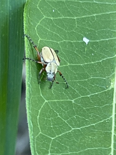 American Rose Chafer photo 6