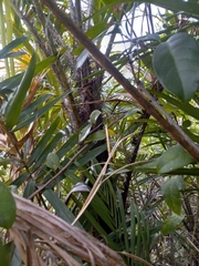 Bactris plumeriana