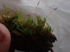 Tetraphis geniculata