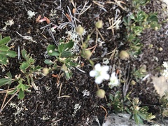 Sibbaldiopsis
