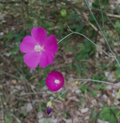 Callirhoe digitata