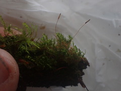 Tetraphis geniculata