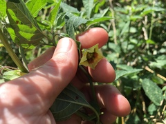 Physalis longifolia subglabrata