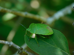 Chinavia pensylvanica