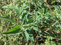 Physalis longifolia subglabrata