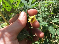 Physalis longifolia subglabrata